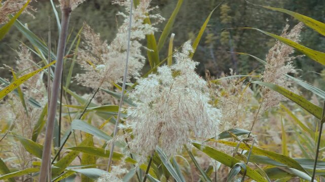 Reeds sway on wind in slow motion. Wild reed grass on the lake close-up. Wetlands vegetation. 