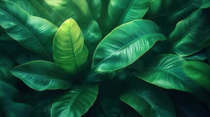 A close-up shot of lush green leaves, with a soft, natural light illuminating the scene. The leaves have a distinct, textured surface, 