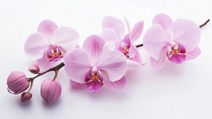 Pink Orchid Flower Blossom