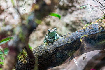 Mission Golden-Eyed Tree Frog (Trachycephalus Resinifictrix, Amazon Milk Frog, Blue Milk Frog) is a species of Arboreal frog native to the Amazon Rainforest in South America