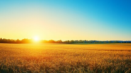 Obraz premium Golden Wheat Field at Sunset