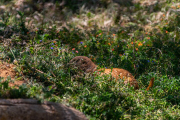 prairie dog on the ground