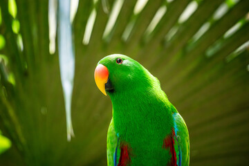 Moluccan Eclectus (Eclectus Roratus) - a species of Parrot native to the Maluku Islands (Moluccas)...