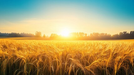 Obraz premium Golden Wheat Field at Sunset