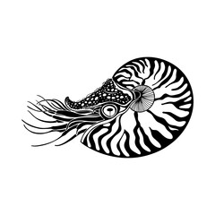 Nautilus. Silhouette on white.  Vector hand drawn illustration.  Excellent for the design of invitations, cards, menu decoration,  printing, logo, clipart and textiles. Black and white.