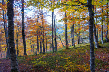 Beech forest on the way to the Vegabaño mountain refuge in Soto de Sajambre, Picos de Europa.