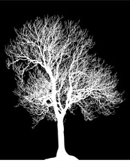 &aacute;rbol, naturaleza, sucursal, de invierno, silueta, blanco, negro, aislada, calvos, bosque, ciclos, f&aacute;brica, cielo, roble, seco, ramas
