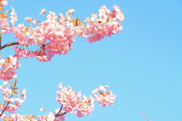 河津桜の花と空
