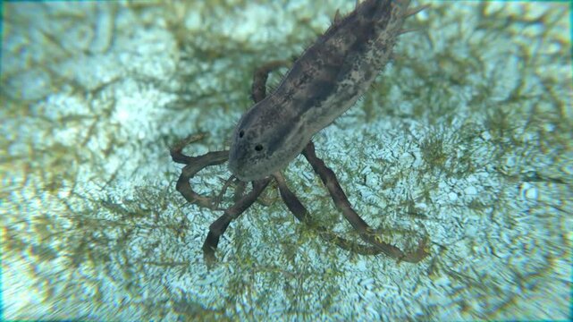 Animation of the extinct Eurypterid Hallipterus excelsior. Hallipterus lived 383 to 376 million years ago. They are often referred to as "Sea Scorpions".