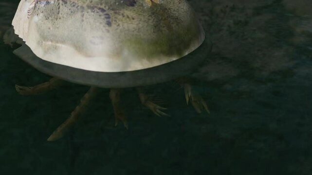 Animation of the giant extinct Eurypterid Hibbertopterus scouleri. These are often referred to as "Sea Scorpions". 