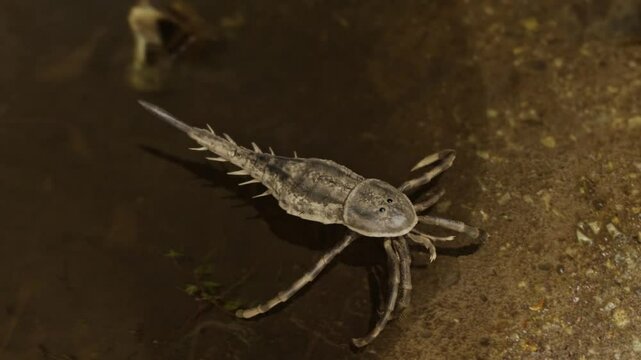 Animation of the extinct Eurypterid Hallipterus excelsior. Hallipterus lived 383 to 376 million years ago. They are often referred to as "Sea Scorpions".