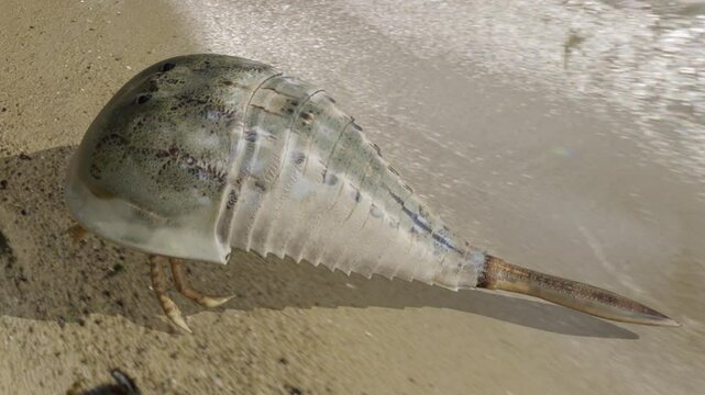 Animation of the giant extinct Eurypterid Hibbertopterus scouleri. These are often referred to as "Sea Scorpions". 