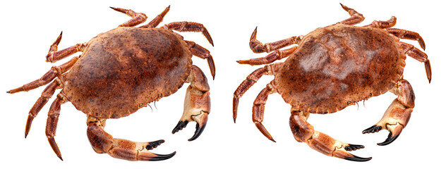Red crab isolated on white background with clipping path, top view