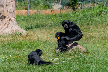 an ape sitting in the grass
