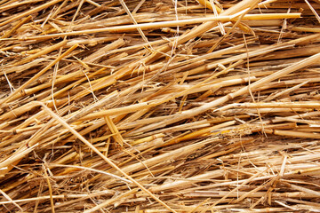 Close-Up of Dried Hay Straw Texture
