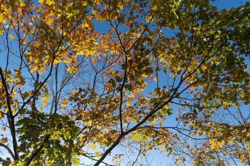 Yellow and orange leaves on blue sky