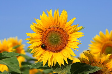Sunflower.