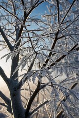 snow covered trees