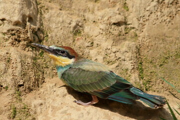 He is one of Europe's protected bird.