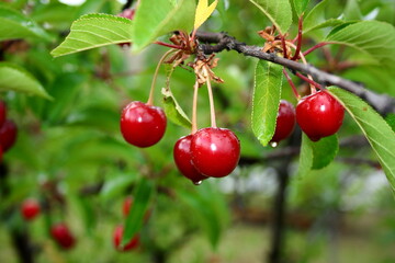 Obraz premium Cherry-tree.