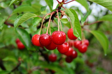 Cherry-tree.