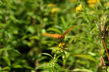 Big mother-of-pearl butterfly.