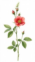 Obraz premium Vintage Botanical Illustration of Coral Rosehip with Delicate Green Foliage
