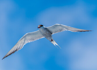 A close up view from a boat towards a gull of the island of San Miguel in the Azores in summertime