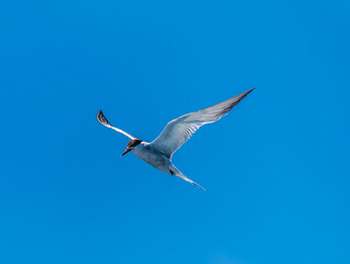 A view from a boat towards a gull of the island of San Miguel in the Azores in summertime