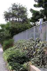 Green plants and flowers grow along the high fence