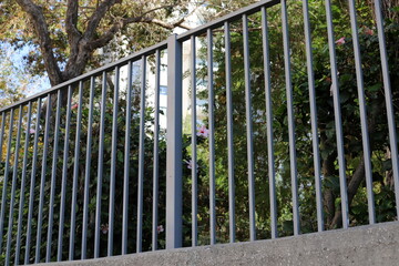 Fototapeta premium Green plants and flowers grow along the high fence