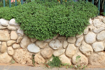 Green plants and flowers grow along the high fence