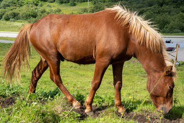 Obraz premium Brown horse grazing green grass in Norway