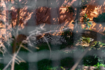 A lion in the forest