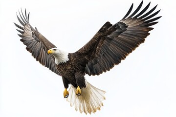 Obraz premium A majestic bald eagle with outstretched wings, isolated on a white background, symbolizing freedom, power, strength, vision, and national pride.