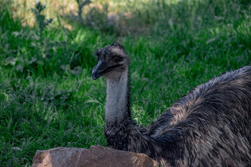An ostrich in the zoo