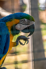 A blue and yellow macaw ara © Avgerinos