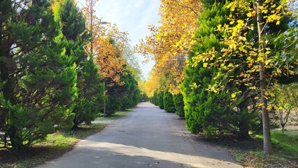 Path in a botanical garden, trees with bright yellow and green leaves grow along the edges