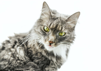 Portrait of a gray cat with evil green eyes