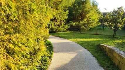 Path in a botanical garden, trees with bright yellow and green leaves grow along the edges