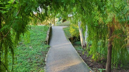 Path in a botanical garden, trees with bright yellow and green leaves grow along the edges