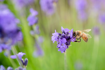 A bee insect enjoying the nectar of a lavender flower during pollination.