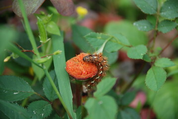 Obraz premium Caterpillar on a rose flower. On a light pink rose flower growing among green leaves sits a large caterpillar and eats the flower. The brown insect with white spots has almost completely eaten flower
