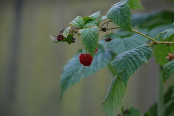 Raspberry on a branch. A small red berry hangs on a green branch on a raspberry bush. Nearby are already picked and dried berries. The fruit has a round shape consisting of several balls. A useful pla