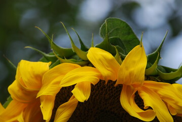 The edge of a sunflower. Close-up of a large round inflorescence. Yellow oval petals grow along the...