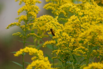 Obraz premium Canadian goldenrod. Perennial herbaceous plant belongs to the genus Goldenrod of the Asteraceae family. It has long branches with small yellow flowers growing nearby. A bee crawls on the flowers.