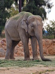 An elephant in the zoo