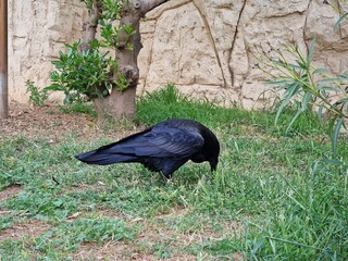 A crow on the grass