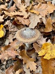 mushroom in the forest