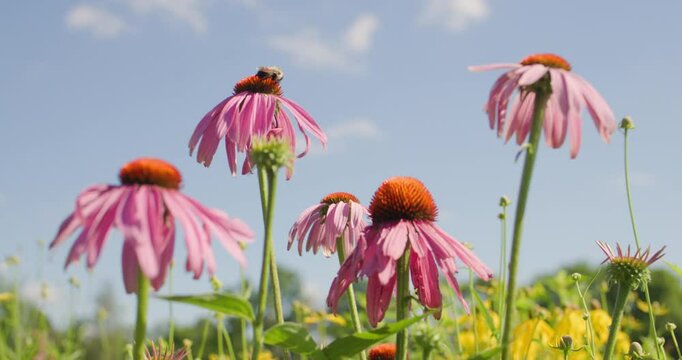 Close up of a bumble bee on a coneflower in a field of wildflowers on a farm in central Tennessee. With ambient sounds of birds and insects